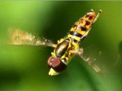 (Eastern Calligrapher) male hovering