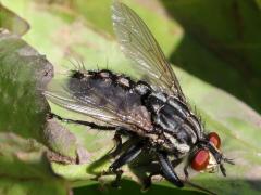 (Sarcophagidae Flesh Fly) lateral