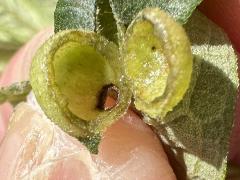 Sawtooth Sunflower Midge open gall on Sawtooth Sunflower