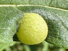 Sawtooth Sunflower Midge upperside gall on Sawtooth Sunflower