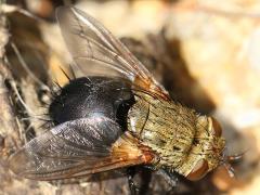 (Archytas Bristle Fly) analis