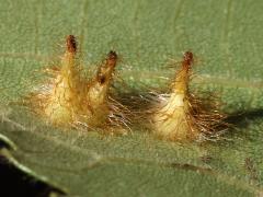 Hickory Spiny Gall Midge underside galls on Shagbark Hickory