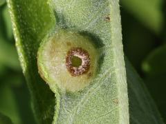 Sawtooth Sunflower Midge underside gall on Sawtooth Sunflower