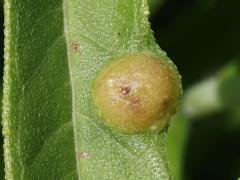 Sawtooth Sunflower Midge upperside gall on Sawtooth Sunflower