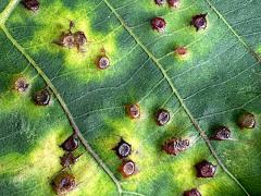 Hickory Spiny Gall Midge upperside galls on Shagbark Hickory