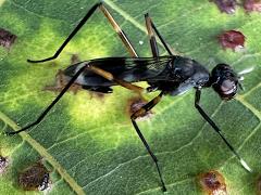 (Stilt-legged Fly) lateral