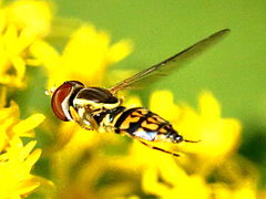 (Eastern Calligrapher) female hovering