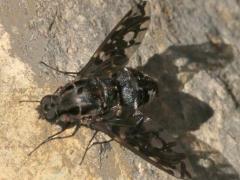 (Tiger Bee Fly) dorsal