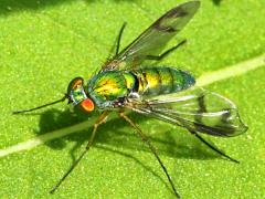 (Sipho Long-legged Fly) basking