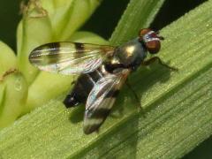 (Chaetopsis Banded-wing Fly) female ovipositor