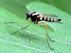 (Ornate Snipe Fly) male lateral