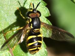 (Chrysotoxum Meadow Fly) male dorsal