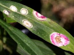 Carbonifera Goldenrod Gall Midge galls on Tall Goldenrod