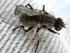 (Hunter Tiger Fly) female dorsal