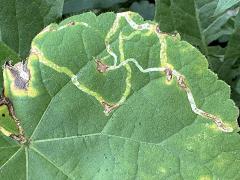 Mallow Leafminer Fly upperside mine on Velvet Leaf