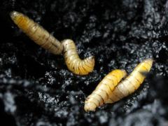 (Walnut Husk Maggot) larvae