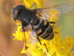 (Black-shouldered Drone Fly) dorsal