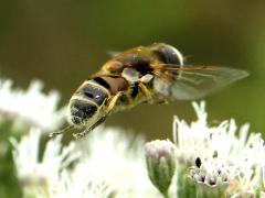 Yellow-shouldered Drone Fly male flying on Tall Boneset