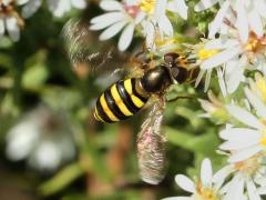 (American Aphideater) female hovers