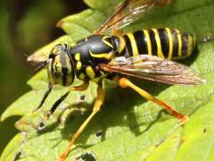 (Eastern Hornet Fly) male lateral