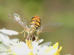 (Margined Calligrapher) male lands