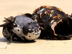 (Rabbit Bot Fly) female pupal case