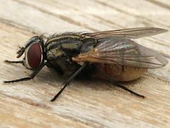 (Common House Fly) female lateral