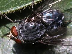 (Blue Blowfly) male dorsal