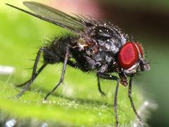 (Calyptrate Fly) male lateral