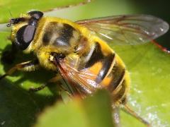 (Yellow-haired Sun Fly) female lateral