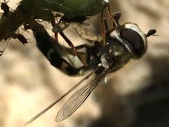 (Syrphini Hover Fly) female lateral