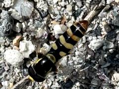 (Yellow-shouldered Hover Fly) dorsal