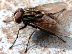 (Rufitibia Fly) lateral