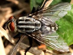 (Sarcophaga Flesh Fly) dorsal