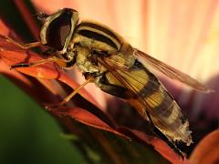 (Trivittate Marsh Fly) lateral