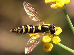 (Sphaerophoria Globetail) dorsal