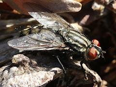 (Sarcophaga Flesh Fly) dorsal