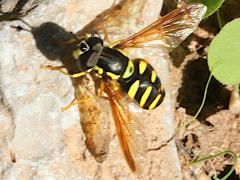 (Chrysotoxum Meadow Fly) dorsal