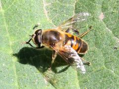 (Common Drone Fly) dorsal