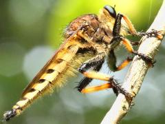 (Red-footed Cannibalfly) lateral