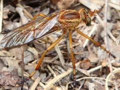 (Hanging-thief Robber Fly) dorsal