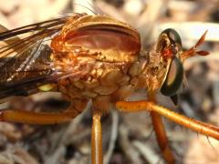 (Hanging-thief Robber Fly) head