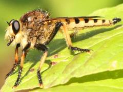 (Red-footed Cannibalfly) male