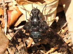 (Tiger Bee Fly) dorsal