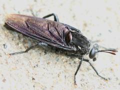 (Clubbed Mydas Fly) male dorsal