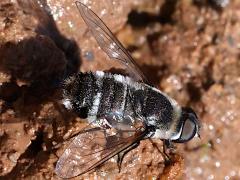 (Villa Bee Fly) dorsal