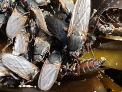 Bristly Kelp Fly ventral on Giant Kelp