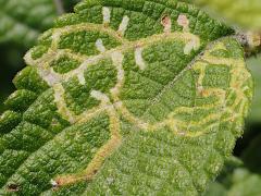 Herring-bone Leafminer Fly leaf mine on Common Lantana