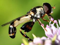 (Common Compost Fly) lateral