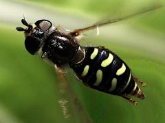 (Large-tailed Aphideater) female gliding